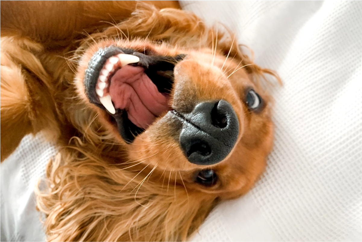 Mascota feliz